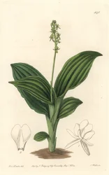 Orchidea Liparis africana