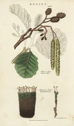 Ontano e muschio varietà (ontano comune, Betula alnus, e bartramia arricciata, Bartramia crispa) (incisione a mano colorata di Sydenham Edwards dal Pantologia di John Mason Good)