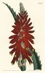 Aloe ad albero - Aloe a foglia stretta, Aloe arborescens
