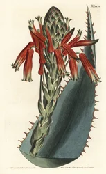 Aloe Variete - Aloe glauca