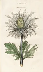 Agrifoglio alpino (Eryngium alpinum)