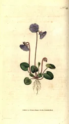 Soldanella alpina, Soldanella alpina