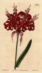 Amarillide color papavero, con fiori cremisi scuri, originaria del Capo di Buona Speranza (Sudafrica)