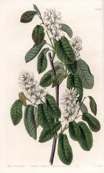 Amelanchier con foglie di ontano