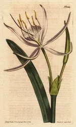 Pancratium americano con fiori bianchi profumati