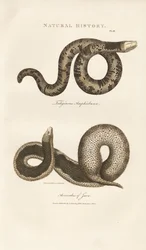 Amphisbaena e Serpente verruca di Giava