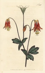 Ancolia del Canada - Aquilegia canadensis