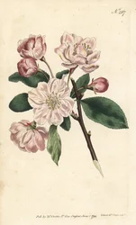 Melo con fiori ornamentali - Melo da fiore cinese, Malus spectabilis (melo cinese, Pyrus spectabilis). Incisione su rame colorata a mano di Sansom da un