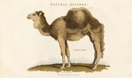 Cammello arabo