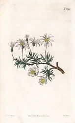 Aster acre - Aster arbustivo, Felicia fruticosa