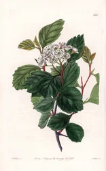 Aubepine o biancospino, nativo del Nord America