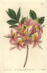 Azalea gialla