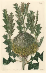 Banksia speciosa, originaria dell