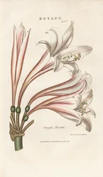 Giglio delle Barbados (Amaryllis revoluta)