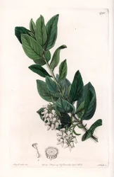 Uva dell