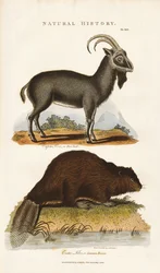 Capra blu e castoro