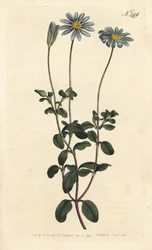Felicia, Margherita del Capo o Aster del Capo - Felicia amelloides (Cineraria a fiori blu o aster del Capo, Cineraria amelloides) - Incisione a mano colorata a rame di Sansom da un