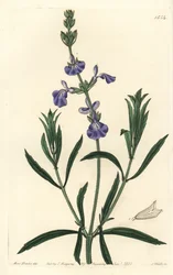 Salvia blu