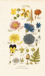 Classificazione botanica e rappresentanti dei diversi gruppi di piante