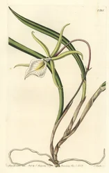 Brassavola perrinii (Brassavola di Perrin, Brasavola perrinii)