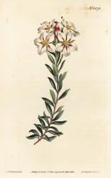Buchu, Adenandra villosa