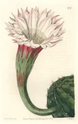 Cactus riccio di mare o palla di Mosè, in fiore, nativo del Brasile