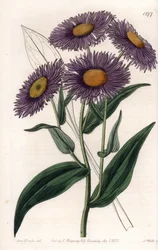 Erigeron della California (incisione di S.Watts, illustrazione di Sarah Anne Drake, dal Botanical Register di Sydenham Edwards)