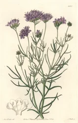 Gilia della California