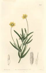 Platystemon della California