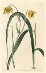 Calochorte con fiori giallo pallido