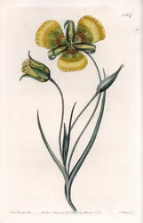 Calochortus a grandi fiori gialli