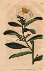 Camelia di Penang, con fiore bianco sfumato di giallo
