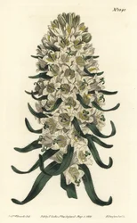 Campanula con fiori bellissimi - Campanula speciosa