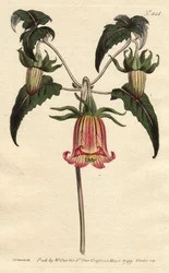Canarina campanula