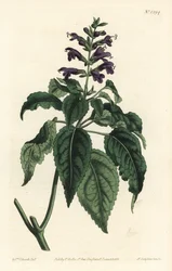 Salvia caraibica - Salvia lamiifolia