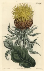 Centaurea macrocefala