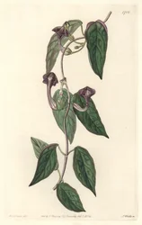 Ceropegia elegante, originaria dell