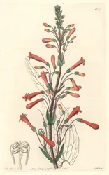 Chelone (o Galane) con foglie di valeriana, nativa della California