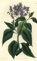 Albero di patate cileno