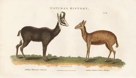 Antilope cinese e Guinea