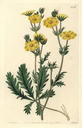 Cinquefoil dressee - Potentilla laciniosa