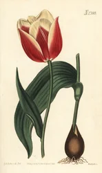 Tulipano Claramond, Tulipa suaveolens var. latifolia