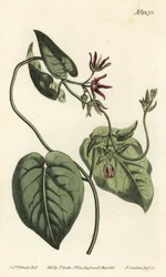 Matelea obliqua
