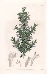 Clinopodium Variete