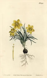 Fiore dell