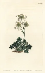 Cinquefoil di Clusius