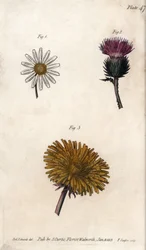 Fiori compositi: prepacket, cardo degli asini (o falso acanto onopordum) e dente di leone (incisione colorata di Sydenham Edwards per le Conferences of Botanical, Botanical Garden of Lambeth)