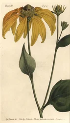 Rudbeckia o Susanna dagli occhi neri, Rudbeckia hirta, Polygamia frustranea. Incisione su rame colorata a mano di F. Sansom da un