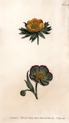 Corolla di eranthis invernale (o elleborina o aconito invernale) e elleboro fetido. Incisione a rame colorata, illustrazione di Sydenham Edwards per le Conferenze di Botanica, Giardino Botanico di Lambeth (Inghilterra)