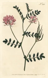 Coronilla bicolore - Securigera varia (Coronilla varia)